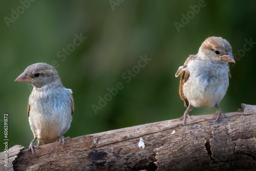 Sparrows perched on a tree bark. © Dgcphotography/Wirestock Creators