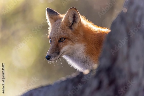 Close-up shot of a red fox with a blurred background © Msy/Wirestock Creators