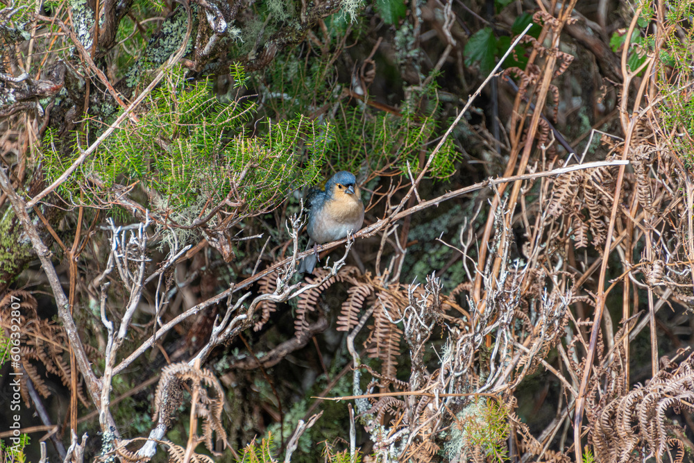 Madeira Buchfink Männchen sitzt in einem Baum Madeira Buchfink Männchen sitzt in einem Baum