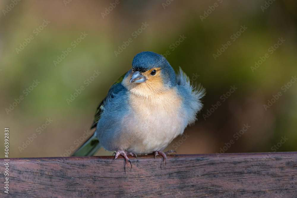Madeira Buchfink Männchen mit wilden Federn Madeira Buchfink Männchen mit wilden Federn