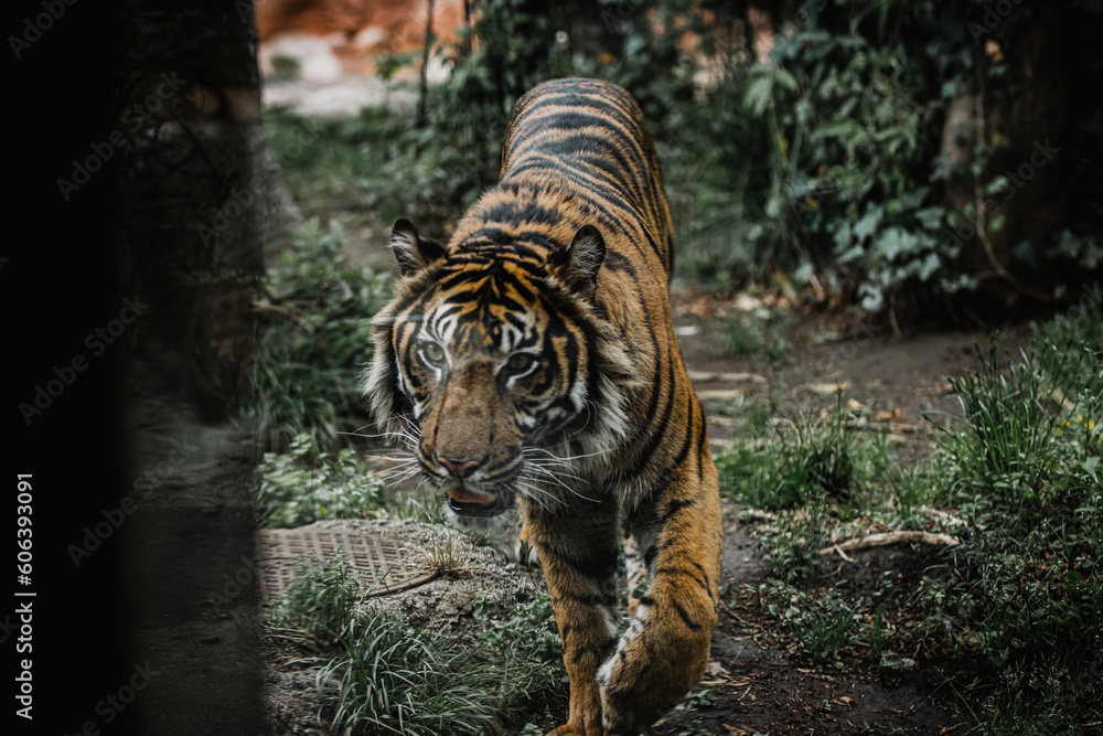 Fototapeta premium Closeup of a Sumatran tiger walking in green grass in a Ueno zoo