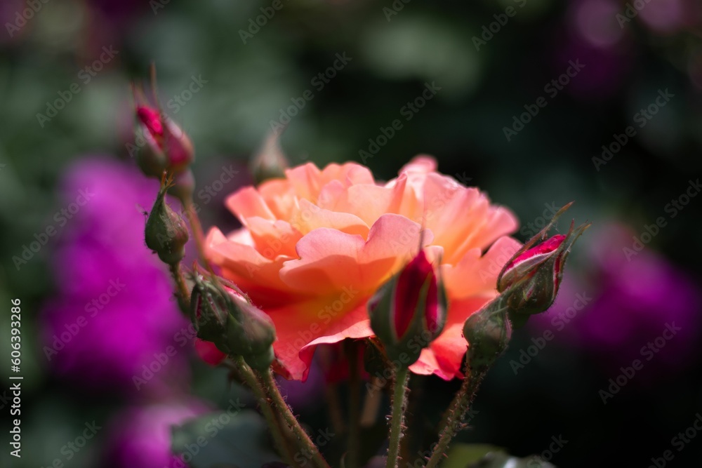 Beautiful yellow pink red white rose engulfed in greenery around Beautiful yellow pink red white rose engulfed in greenery around