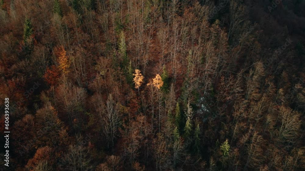 Beautiful view of autumn forest with large trees on a hill Beautiful view of autumn forest with large trees on a hill