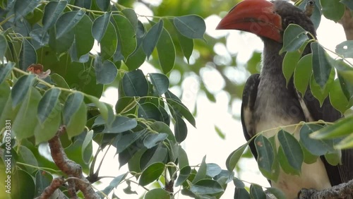 Rynchops flavirostris captured from below while sitting on some tree branches until it took off of frame  photo