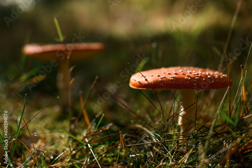 Two wild poisonous fly agaric mushrooms growing in beautiful wet forest