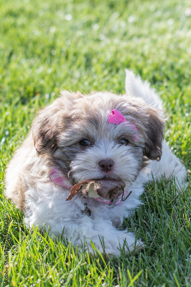 Vertical shot of a Havanese bichon puppy with a pink bow lying on the grass