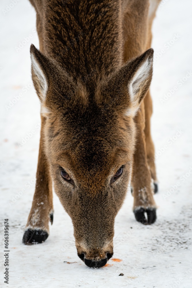 Fototapeta premium Close up of a young deer
