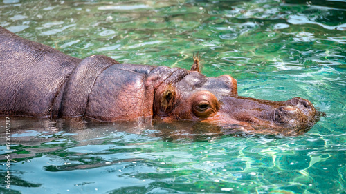 hippopotamus or hippopotamus amphibius