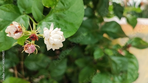 Arabic physical flowers that have white and fragrant fragrance