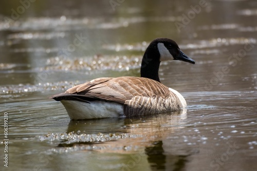 Single Mallard duck swimming in the river