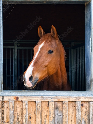 Beautiful brown horse in the stall