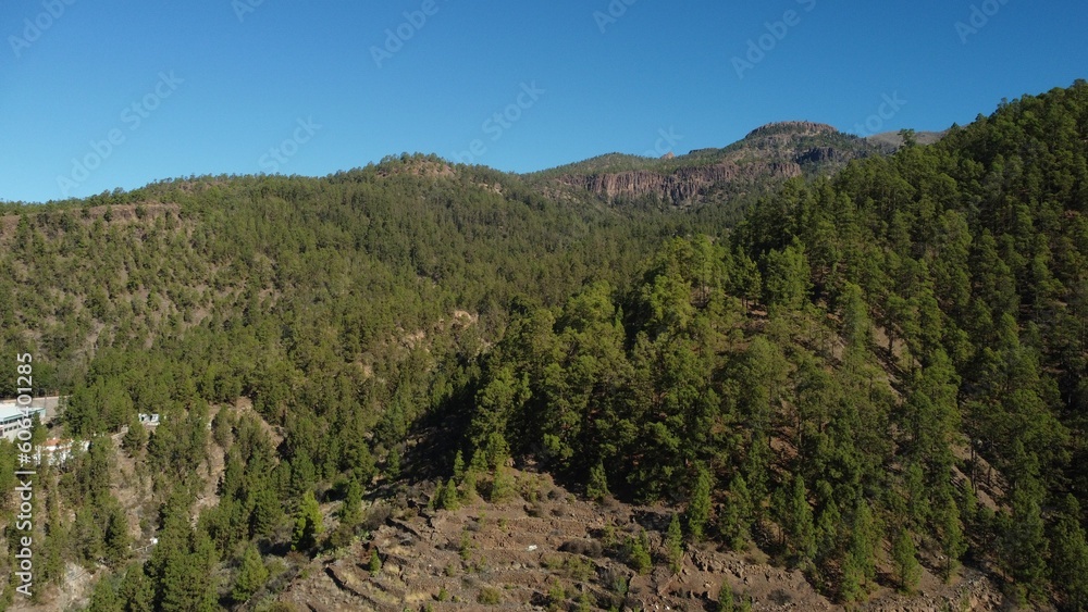 Aerial shot of a Canary Pine forest on mountainside, Tenerife, Canary Islands