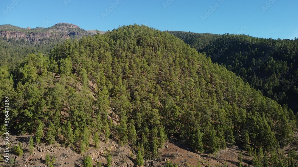 Naklejka premium Aerial shot of a Canary Pine forest on mountainside, Tenerife, Canary Islands