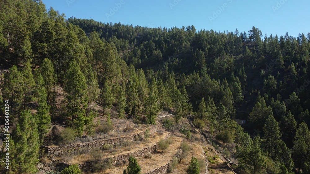 Aerial shot of a Canary Pine forest on mountainside, Tenerife, Canary Islands Aerial shot of a Canary Pine forest on mountainside, Tenerife, Canary Islands