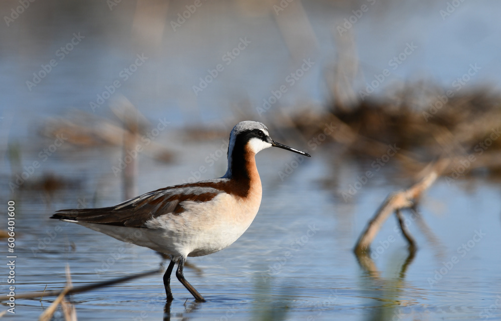 Wilson's Phalarope sandpiper in colorful breeding plumage wades in a flooded agriculture field during spring migration Wilson's Phalarope sandpiper in colorful breeding plumage wades in a flooded agriculture field during spring migration