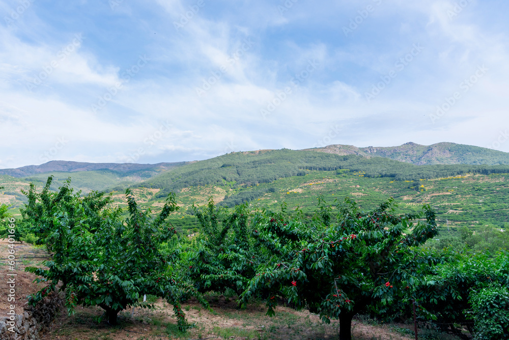 View of a field of cherry trees loaded with red cherries in the Jerte valley in Extremadura, Spain