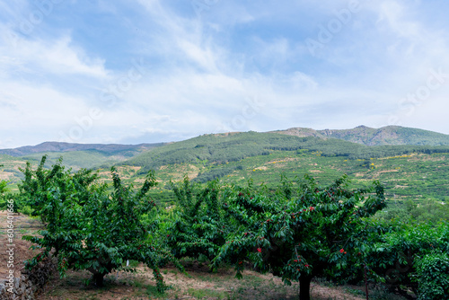 View of a field of cherry trees loaded with red cherries in the Jerte valley in Extremadura  Spain