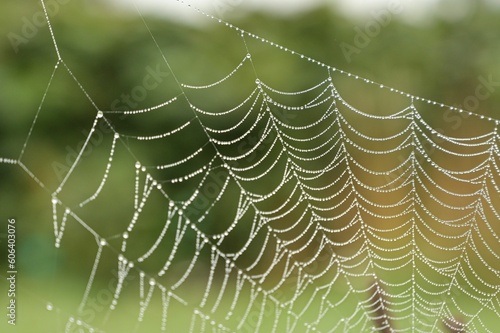 Closeup shot of the spider web with a blurred background