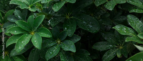 Dark green of Dwarf Umbrella Tree's leaves (Schefflera arboricola) with dew drop in morning. nature background photo