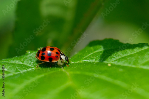 ladybug on leaf © Michael Kaufmann