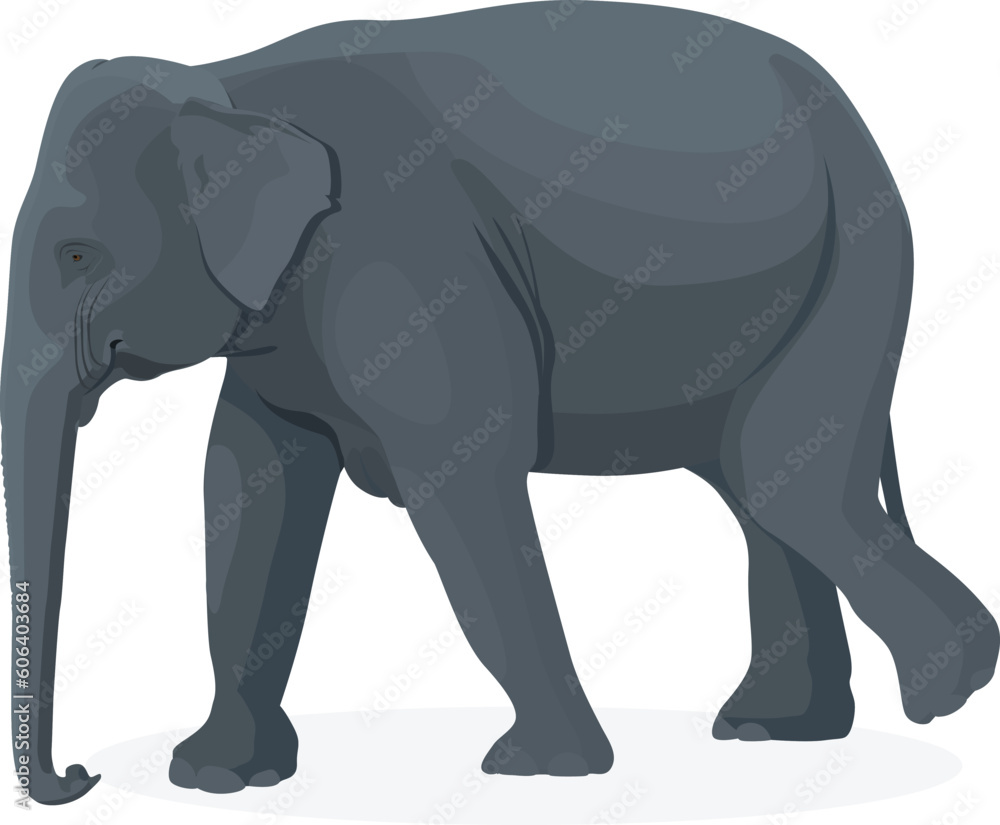 Obraz premium Walking elephant isolated on a white background