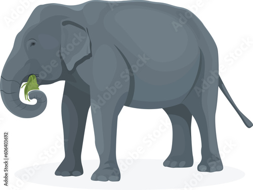 Elephant eating greenery isolated on a white background