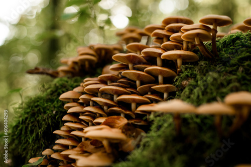 Canvas-taulu Close-up view of group of autumn honey agaric Latin Armillaria mellea grows in t