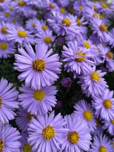 purple flowers