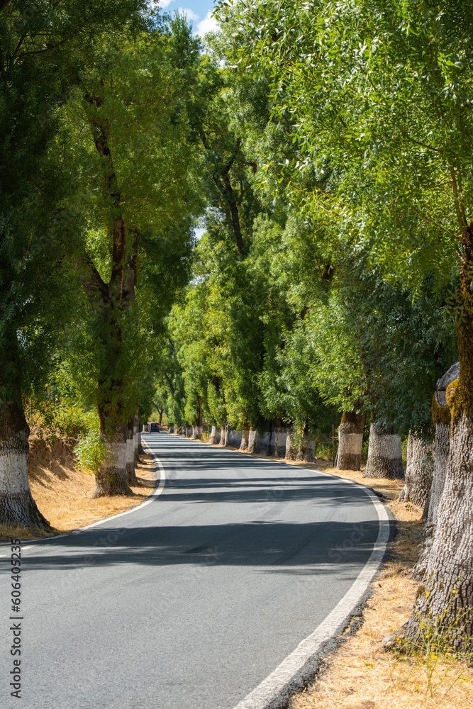 Tunnel of trees painted with white lime for road signs in Portugal