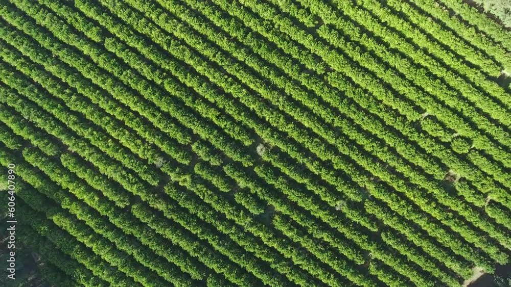 Ariel drone smoothly tracks over the farm landscape and reveals the green plants. Ariel drone smoothly tracks over the farm landscape and reveals the green plants.