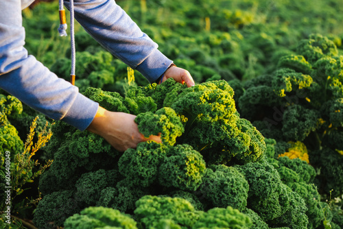 KALE green cabbage cultivation on a farm for business, in the fields, care