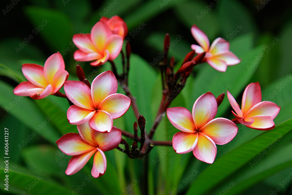 frangipani plumeria flower frangipani plumeria flower