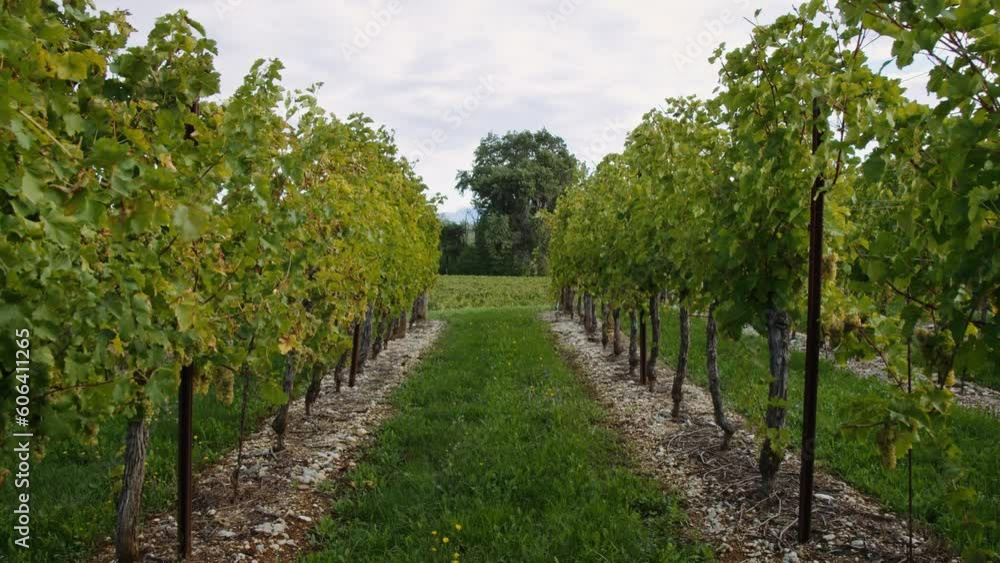 Beautiful shot of grape trees in the vineyard under cloudy sky Beautiful shot of grape trees in the vineyard under cloudy sky