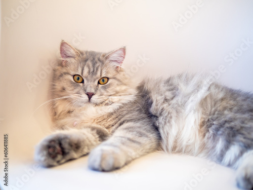 Persian cat lay down on chair looking to the camera