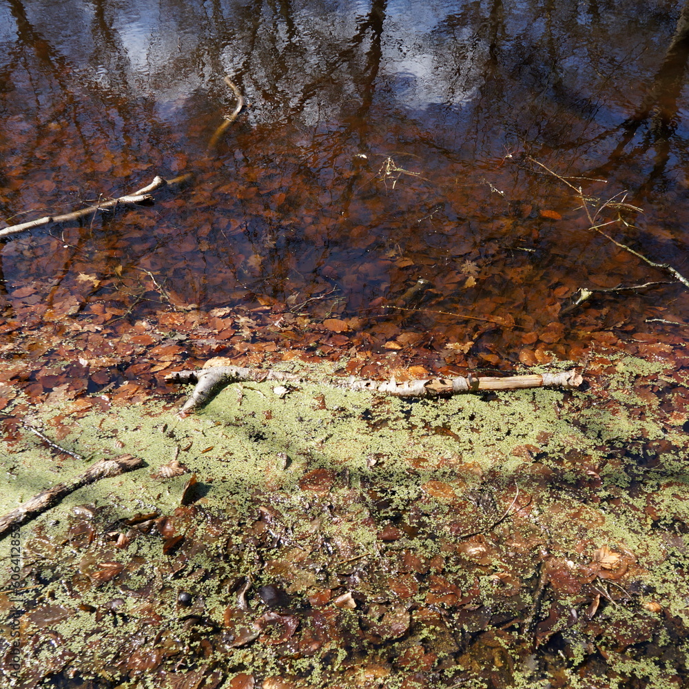 Fototapeta premium Brown leaves in pond
