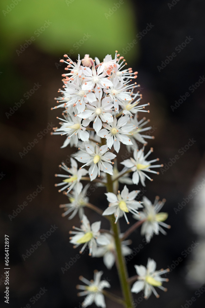 Heartleaf foamflower close up flowers. Tiarella cordifolia Heartleaf foamflower close up flowers. Tiarella cordifolia