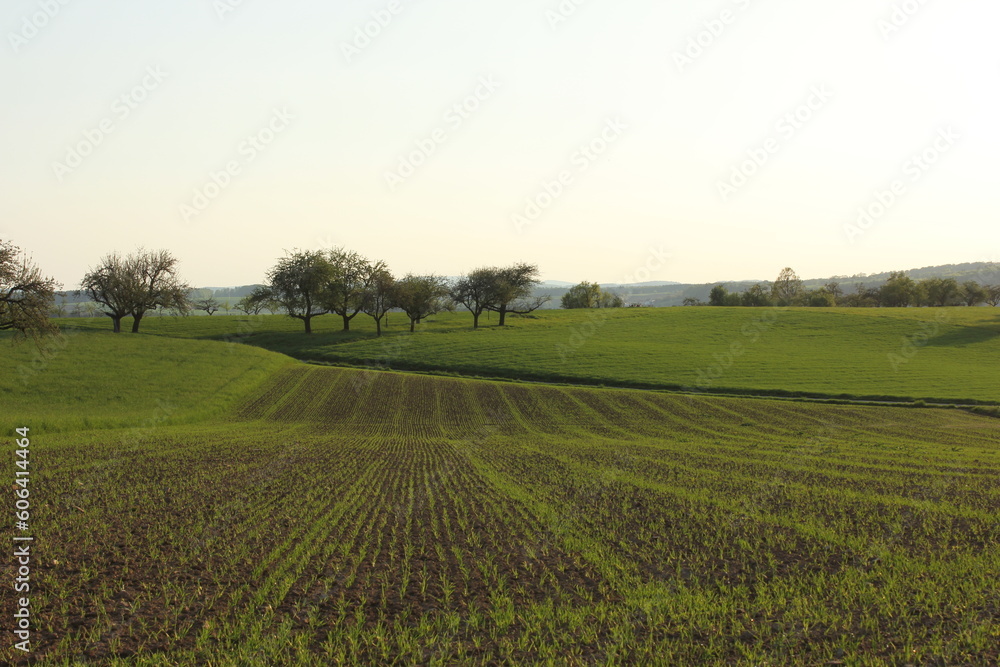 Die Pracht der Natur: Getreidefelder erstrahlen im Sonnenuntergang