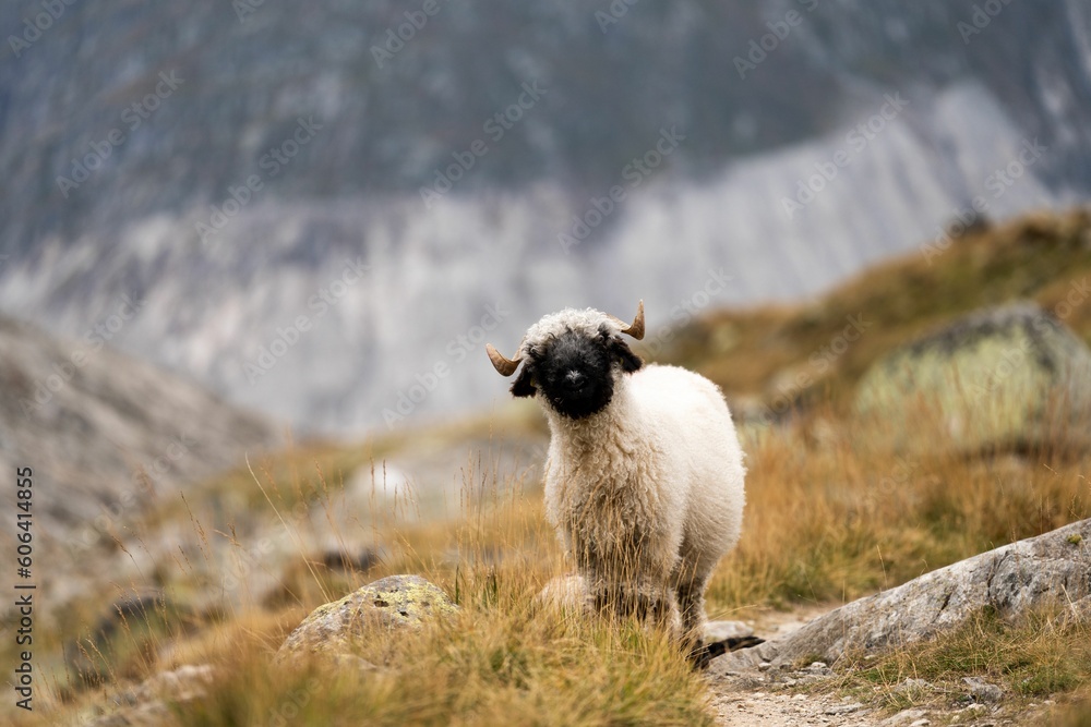 Wall Mural Selective focus shot of Valais Blacknose (Ovis aries)