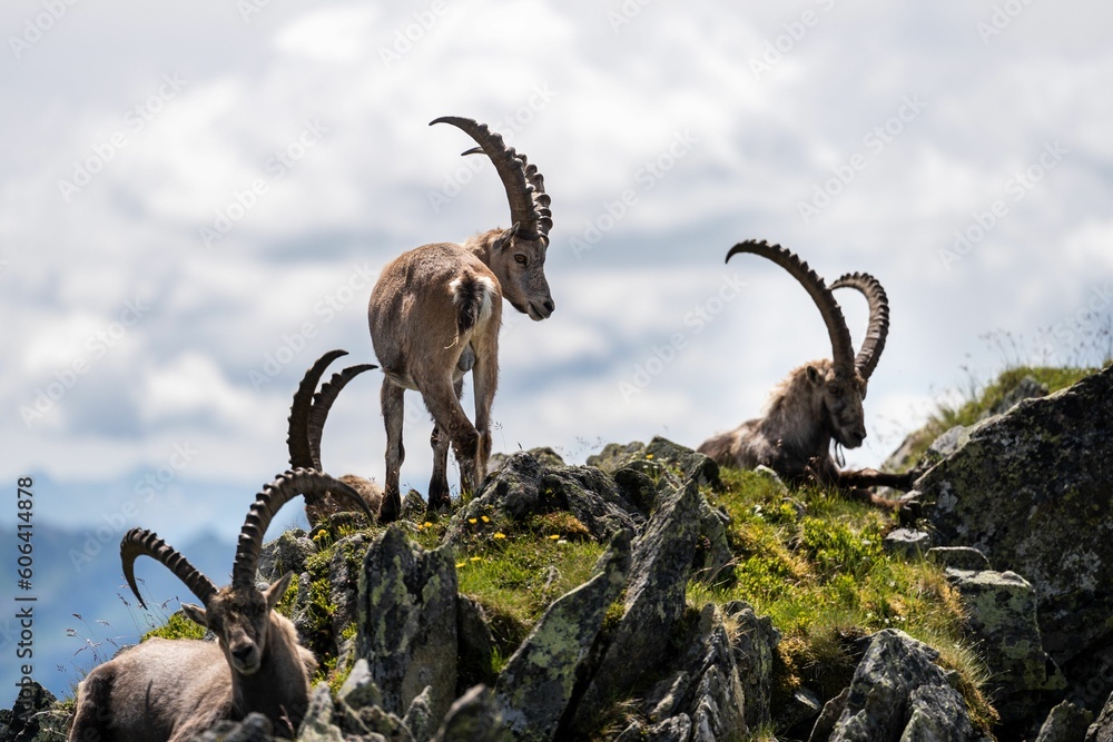 Alpine ibex (Capra ibex) goats resting on a mountain during sunrise Alpine ibex (Capra ibex) goats resting on a mountain during sunrise