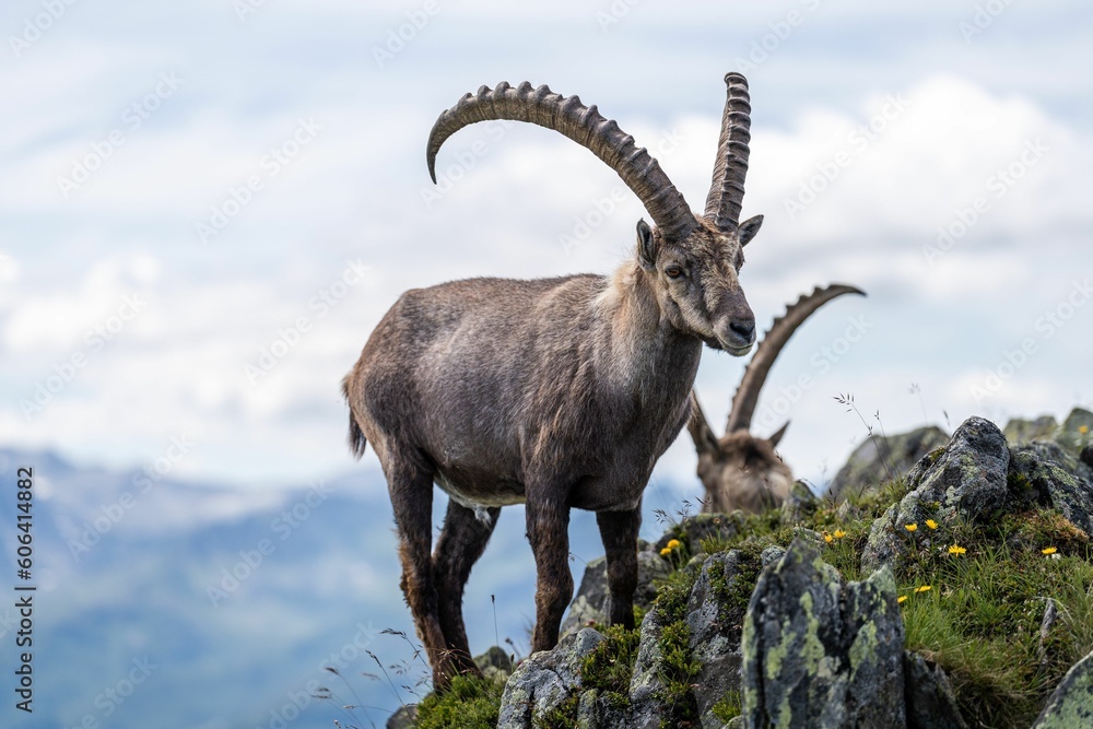 Beautiful Alpine ibex (Capra ibex) goat resting on a mountain during sunrise