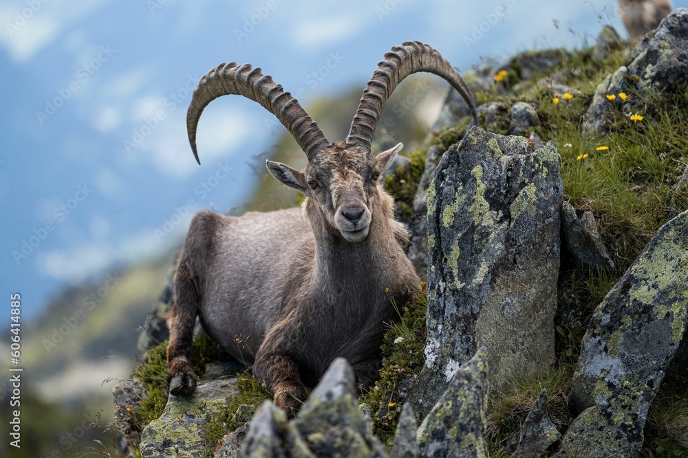 Beautiful Alpine ibex (Capra ibex) goat resting on a mountain during sunrise