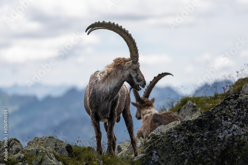 Beautiful Alpine ibex (Capra ibex) goat resting on a mountain during sunrise