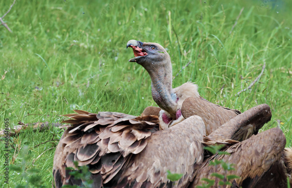 Obraz premium European griffon vultures (Gyps fulvus) eating from a dead animal corpse. Bird of prey tearing off meat from a carcass. Big scary scavenger birds feeding in the wild. Asturias, Spain.