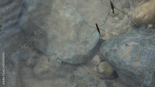 Small water insect walking on the water in a strem with large stones photo