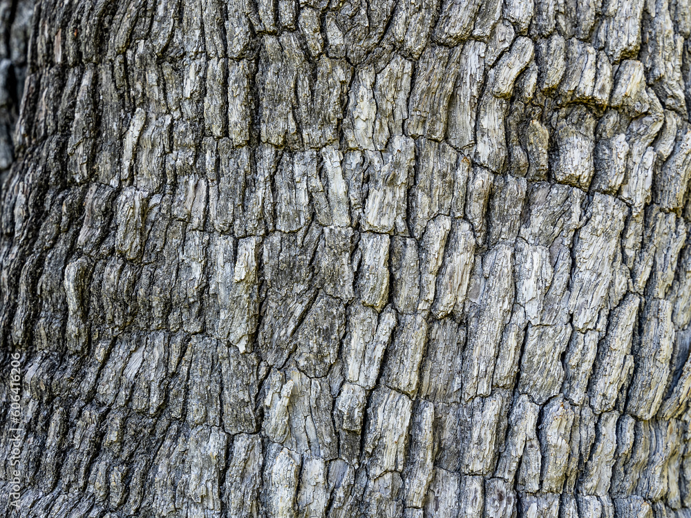 Closeup shot of bark texture in daylight Closeup shot of bark texture in daylight