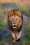Vertical shot of a male lion in the savannah