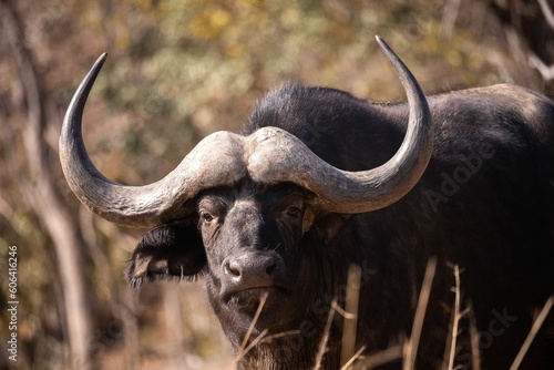 Closeup of the African buffalo, Syncerus caffer.