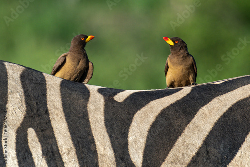Pair of Yellow-billed Oxpeckers on zebra back with green background photo