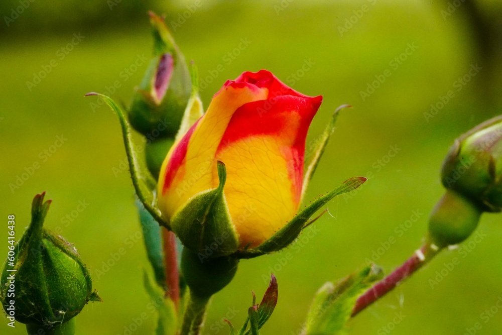 Vertical closeup of yellowish-red rose and buds on blur background Vertical closeup of yellowish-red rose and buds on blur background