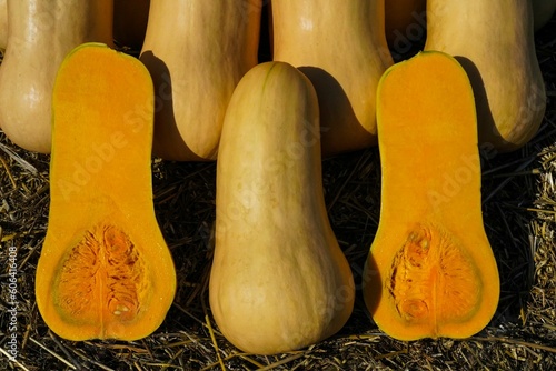 Closeup shot of sliced butternut pumpkins on a farm on a sunny day photo